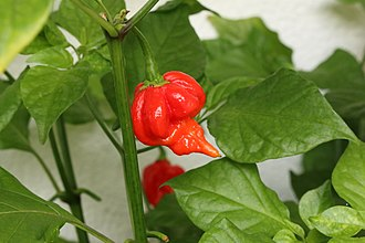 INDIVIDUAL HOT PEPPERS - TRINIDAD SCORPION