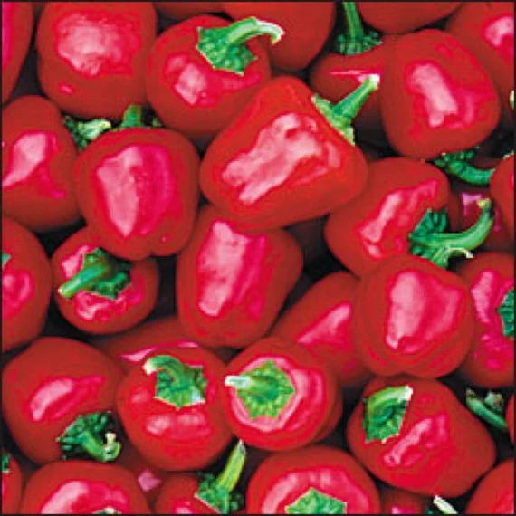 INDIVIDUAL SWEET PEPPERS - CUTE RED STUFF