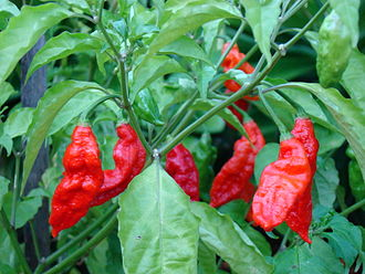 INDIVIDUAL HOT PEPPERS - CAROLINA REAPER