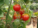 INDIVIDUAL HEIRLOOM TOMATOES - STUPICE