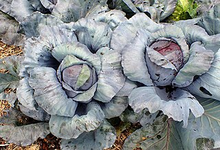 CABBAGE - RUBY PERFECTION
