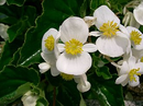 BEGONIA DRAGON WING - WHITE