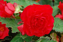 BEGONIA NONSTOP - DEEP ROSE