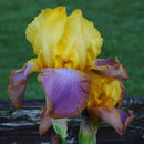 IRIS - GERMANICA SUNSET SKY