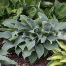 HOSTA - HALCYON