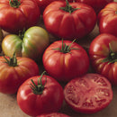 INDIVIDUAL REGULAR TOMATOES - CHAMPION