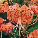 LILIUM ORIENTAL - TIGRINUM SPLENDENS