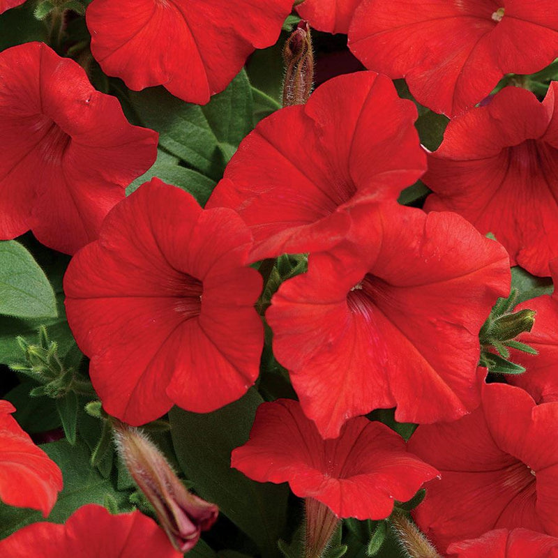 PETUNIA EASY WAVE - RED