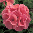 SEED GERANIUMS - SALMON