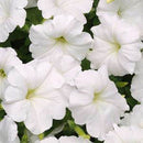 PETUNIA EASY WAVE - WHITE