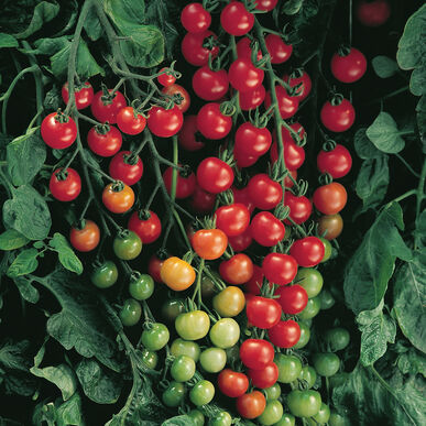 INDIVIDUAL REGULAR TOMATOES - SUPERSWEET 100