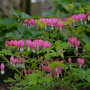 SPECTABILIS PINK