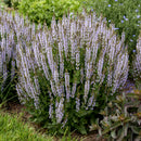 SALVIA NEMOROSA - PERFECT PROFUSION