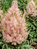 ASTILBE - CHINENSIS VISIONS INFERNO