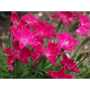 DIANTHUS - BEAUTIES KAHORI