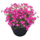 DIANTHUS - BEAUTIES KAHORI SCARLET