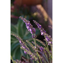 LAVANDULA - INTERMEDIA PHENOMINAL