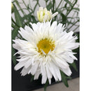 LEUCANTHEMUM - SWEET DAISY REBECCA
