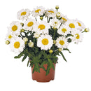 LEUCANTHEMUM - SWEET DAISY JANE