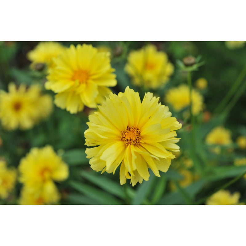 COREOPSIS - LEADING LADY CHARLIZE