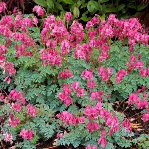 DICENTRA - KING OF HEARTS