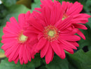 5 1/2" POTS - GERBER DAISY RED