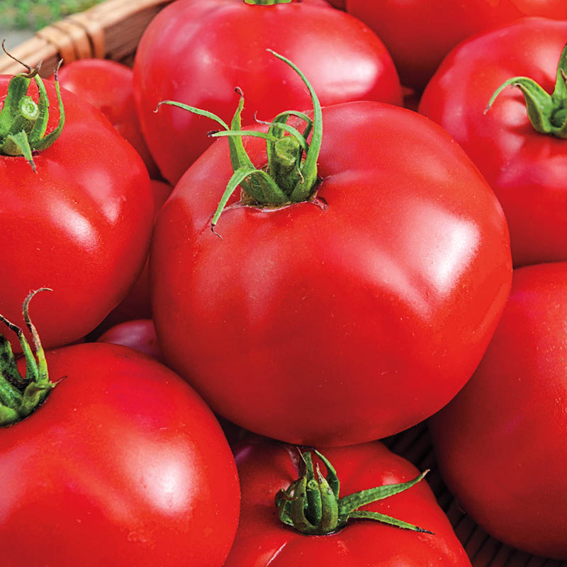 INDIVIDUAL REGULAR TOMATOES - BIG BEEF