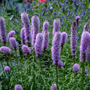 LIATRIS SPICATA - KOBOLD ORIGINAL