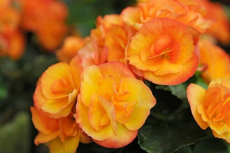 BEGONIA NONSTOP - FIRE