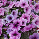 PETUNIA EASY WAVE - PLUM VEIN