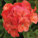 3 GALLON GERANIUMS - ORANGE SPLASH