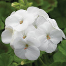 SEED GERANIUMS - WHITE