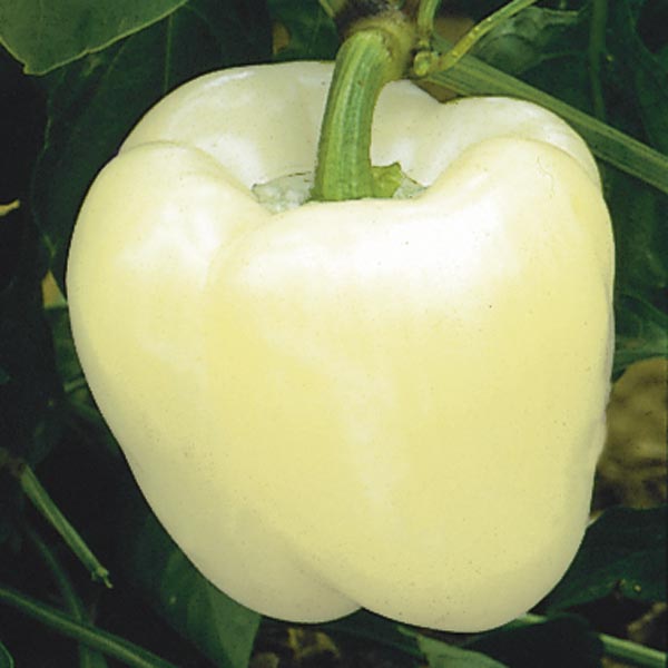 INDIVIDUAL SWEET PEPPERS - IVORY