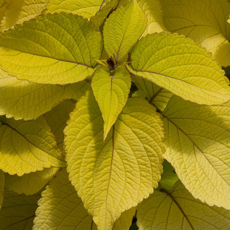 COLEUS STAINED GLASS - BIG BLONDE