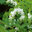 SPECTABILIS ALBA