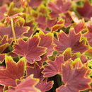 5 1/2" GERANIUMS - VANCOUVER CENTENNIAL