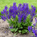 SALVIA NEMOROSA - FASHIONISTA EVEN ATTIRE