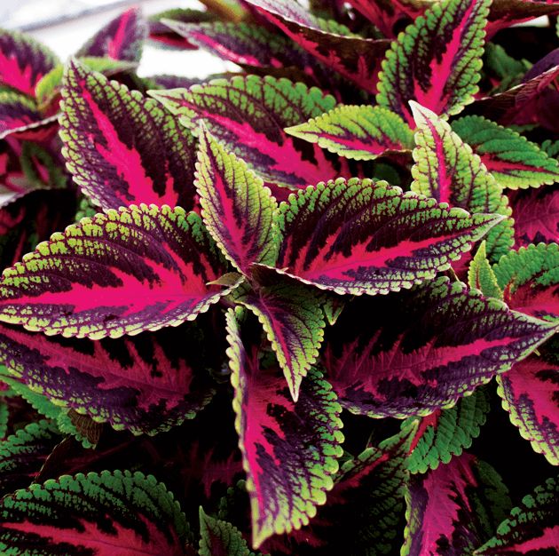 COLEUS - MAIN STREET RUBY ROAD