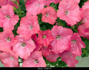 PETUNIA EASY WAVE - CORAL REEF