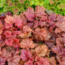 HEUCHERA - PRIMO PEACHBERRY ICE
