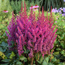 ASTILBE - CHINENSIS VISIONS PURPLE