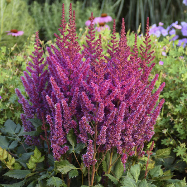 ASTILBE - CHINENSIS VISIONS PURPLE