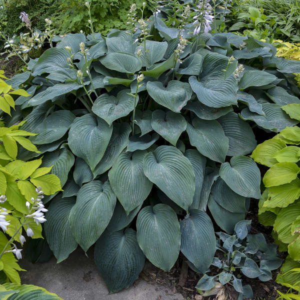 HOSTA - BLUE ANGLE