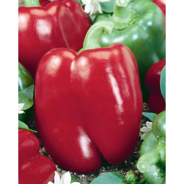 INDIVIDUAL SWEET PEPPERS - KEYSTONE RESIST