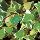 ACCENTS - VARIEGATED GERMAN