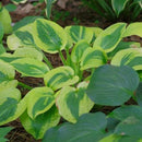 HOSTA - GLAD RAGS