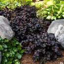 HEUCHERA - BLACK PEARL