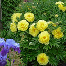 PAEONIA - ITOH BARTZELLA (PEONY)