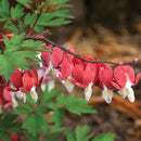 DICENTRA SPECTABILIS-VALENTINE
