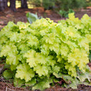HEUCHERA - LEMON LOVE